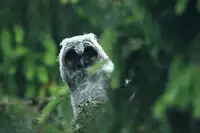 [Shiina] Noraneko Shoujo to no Kurashikata Ch. 4-13 [Chinese] [虎斑木菟漢化] [Digital]