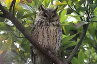 [Shiina] Noraneko Shoujo to no Kurashikata Ch. 4-9 [Chinese] [虎斑木菟漢化] [Digital]