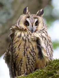 [Akuyaku Sanpachigou] Kokoro no Akashi | 心之證 (COMIC Koh 2018-03) [Chinese] [虎斑木菟漢化] [Digital]