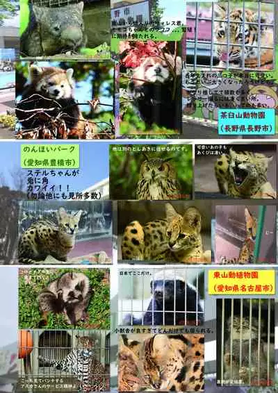 may Kemono Friends Thre Goudoushi 2