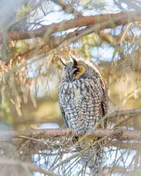 [Naito Loveca] Suki tte itte! (Juicy No. 16 2017-01) [Chinese] [虎斑木菟漢化]