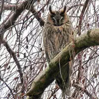 [Shiina] Noraneko Shoujo to no Kurashikata Ch. 4-14 [Chinese] [虎斑木菟漢化] [Digital]