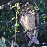 [Shiina] Noraneko Shoujo to no Kurashikata Ch. 4-15 [Chinese] [虎斑木菟漢化] [Digital]