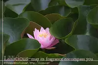 [Morishima Akiko] The Fragrant Sea Breeze (Yuri Hime Wildrose 6) [English]