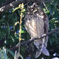 [Shiina] Noraneko Shoujo to no Kurashikata Ch. 4-14 [Chinese] [虎斑木菟漢化] [Digital]