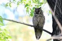 [Shiina] Noraneko Shoujo to no Kurashikata Ch. 4-9 [Chinese] [虎斑木菟漢化] [Digital]