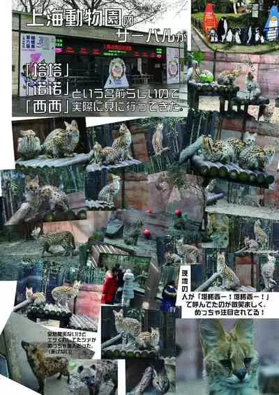 may Kemono Friends Thre Goudoushi 2