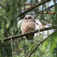 [Shiina] Noraneko Shoujo to no Kurashikata Ch. 4-9 [Chinese] [虎斑木菟漢化] [Digital]